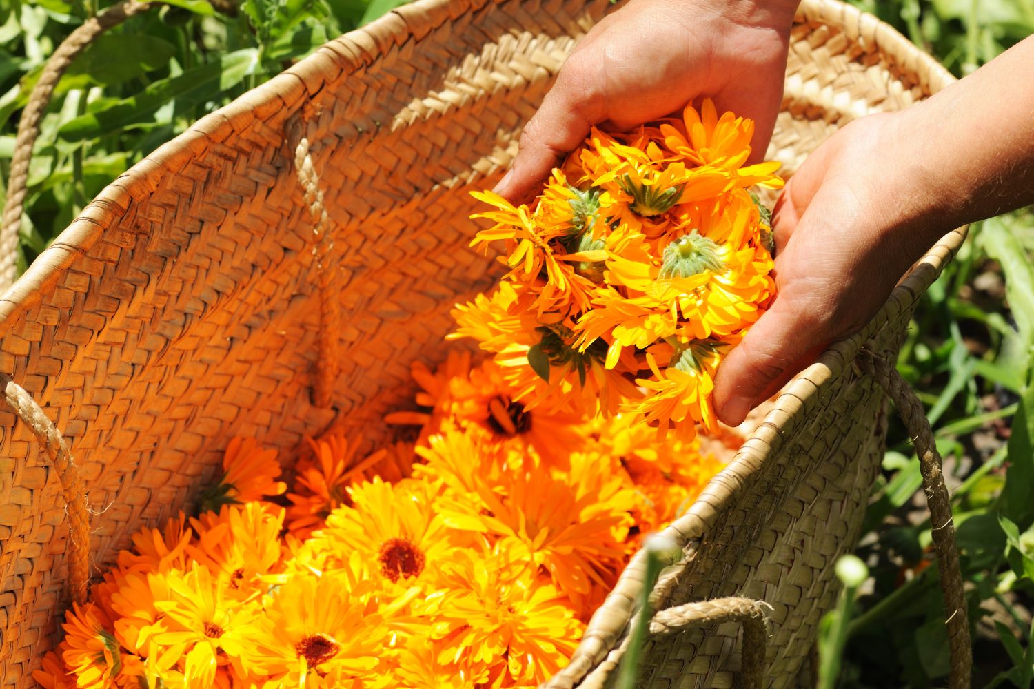 Les bienfaits de l'huile de calendula