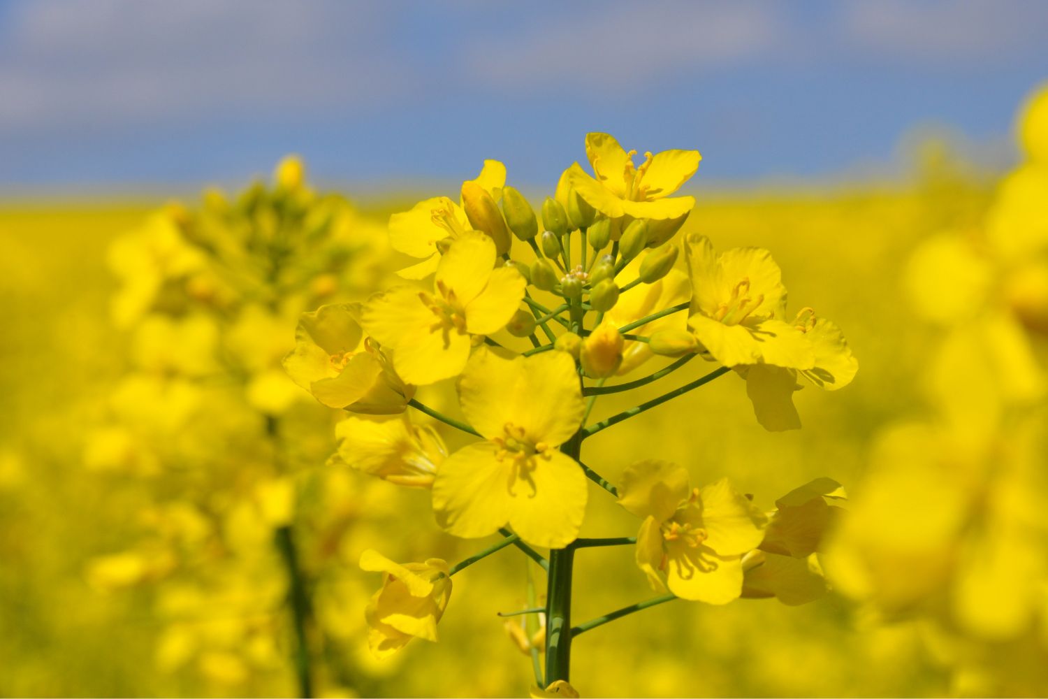 Les bienfaits des acides gras saturés de l'huile de colza