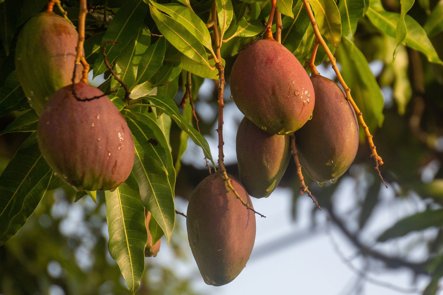 Les bienfaits du beurre de mangue pour la peau