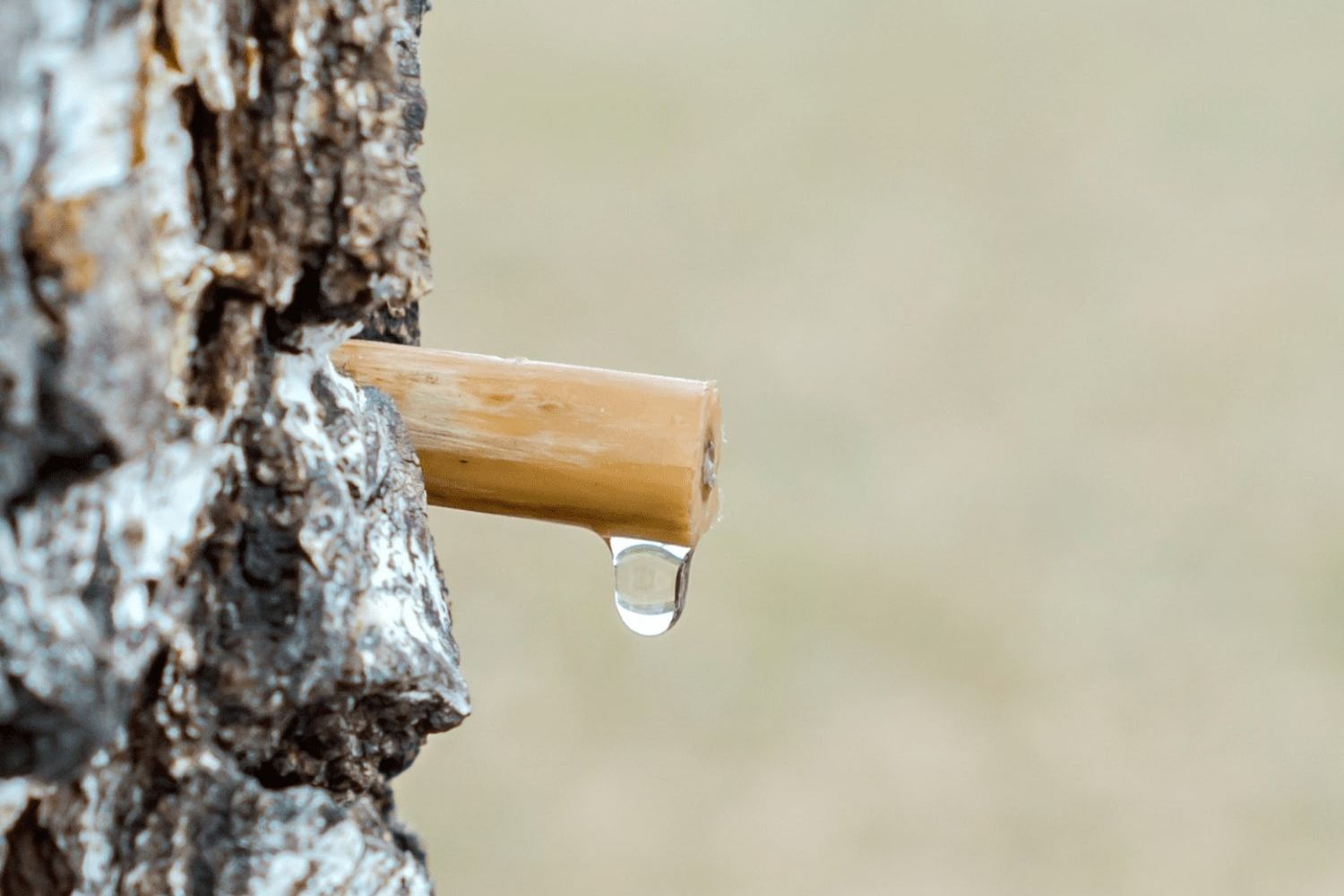 Les bienfaits de la sève des arbres pour la peau - Silva Mundi